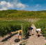 wine_b__55s41fz - Армавирский Собеседник