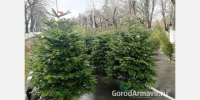В Армавире начали работу елочные базары - GorodArmavir.Ru