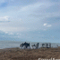 Спасать Черное море и птиц продолжают более 100 жителей Армавира - GorodArmavir.Ru