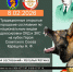 Собаки из шести южных городов посоревнуются в Армавире 8 февраля - Армавирский Собеседник